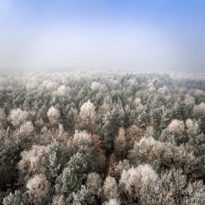 Aerial View Of Forest In Winter