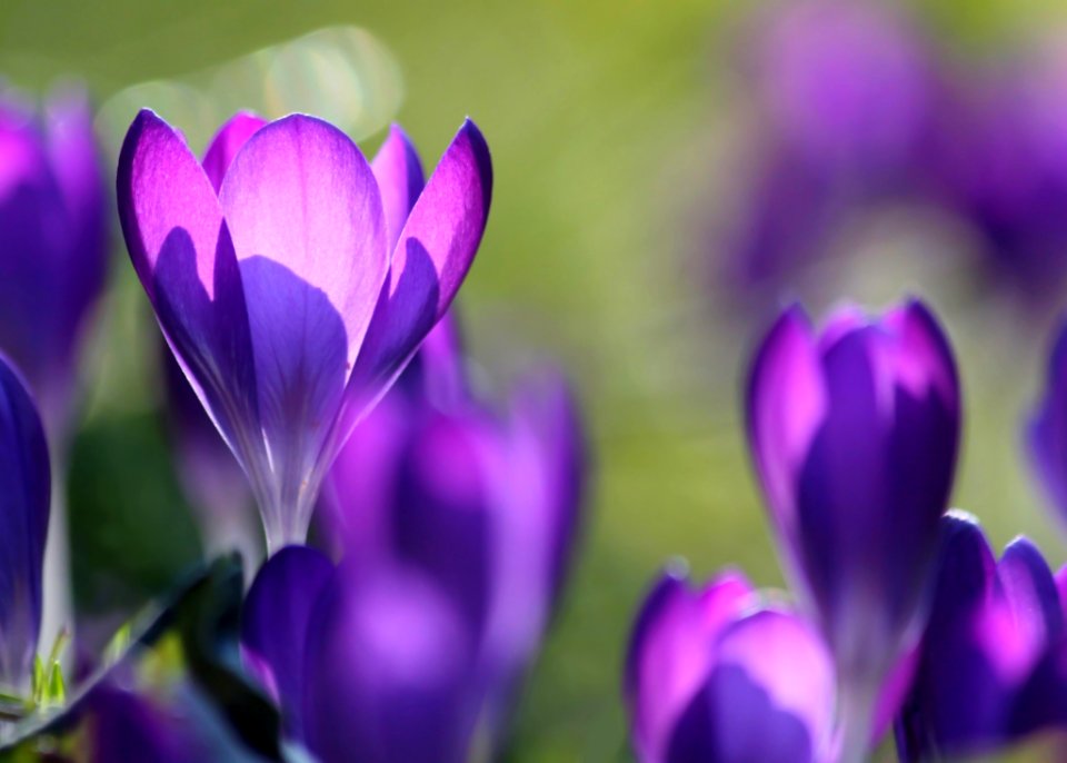 Purple Flower Buds In Field photo