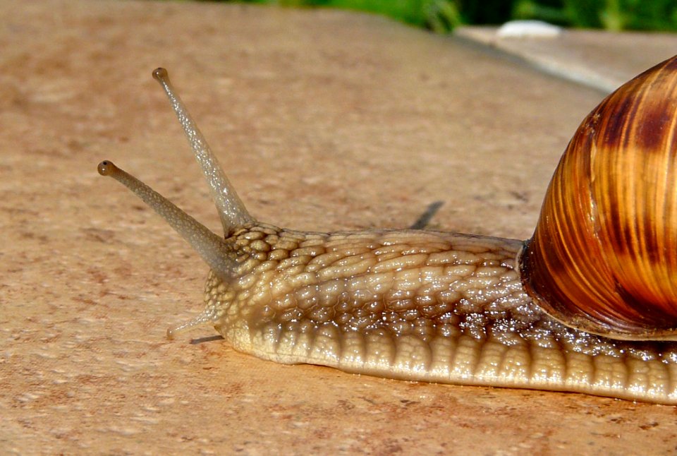 Brown And Grey Snail