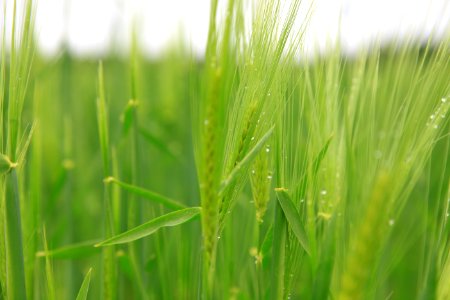 Green Crops With Dew Drops