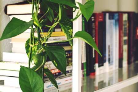 Books On Shelf photo