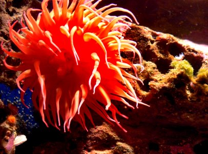 Monterey Aquarium Anemones