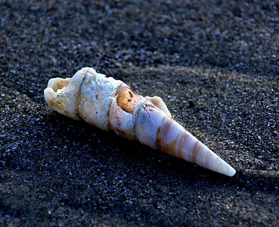 Shells