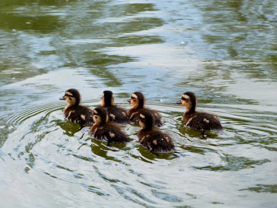 A Crew Of Ducklings