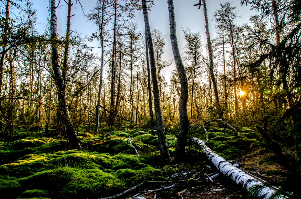 Green Grasses And Tall Trees At Golden Hour