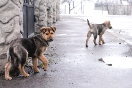 Dogs On Streets photo