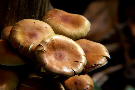 Hypholoma Fasciculare 3
