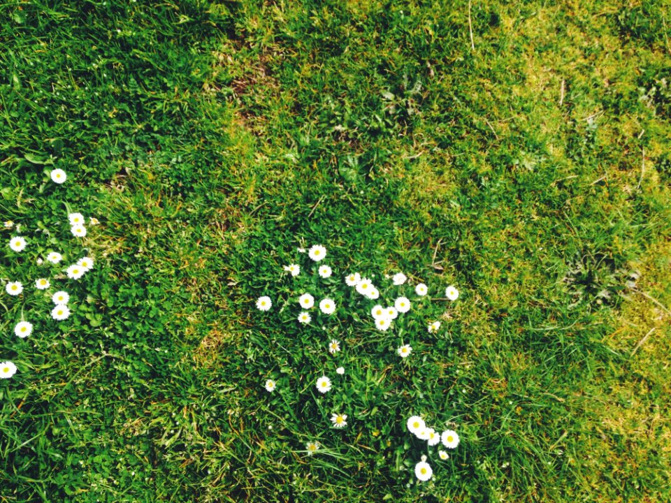 Small White Daisies In Grass