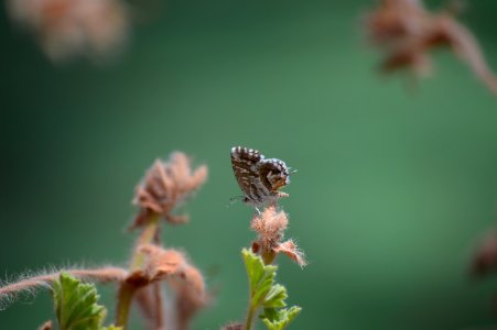 Butterfly On Flower