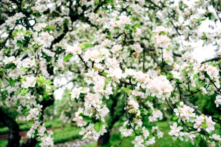 Apple Tree In Bloom