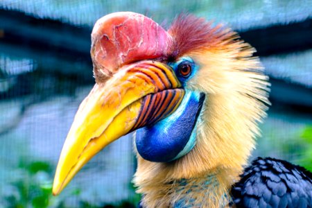 Red And Yellow Hornbill photo