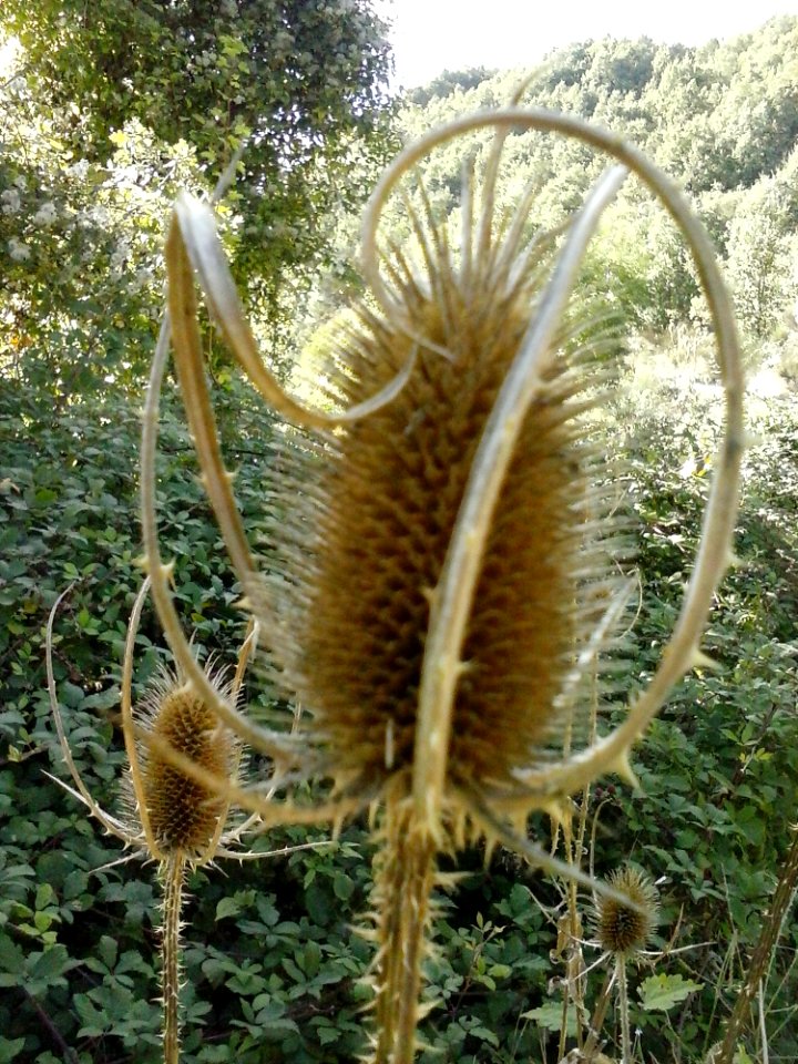 Thistles In Green Field