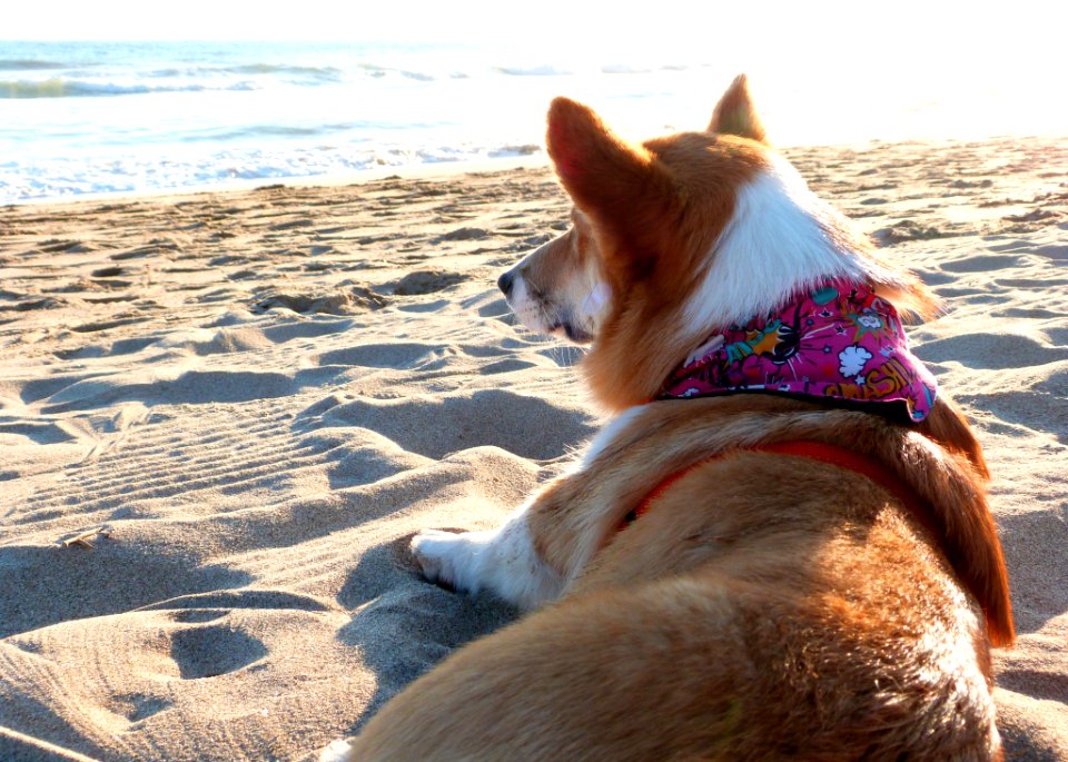 Doggy Fun At The Beach