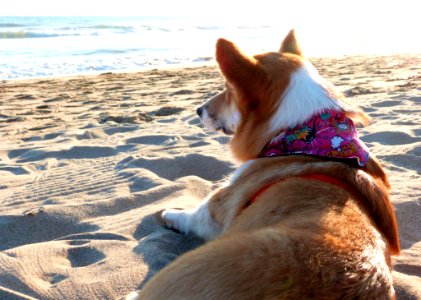 Doggy Fun At The Beach photo