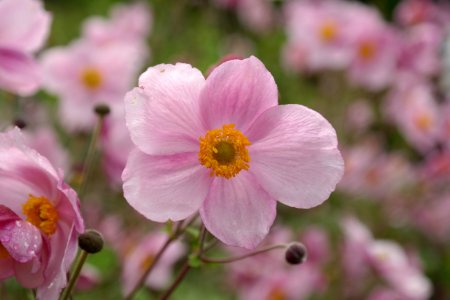 Pink 5 Petaled Flowers