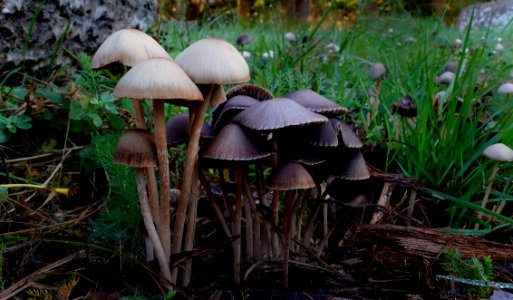 Panaeolus Sphinctrinus