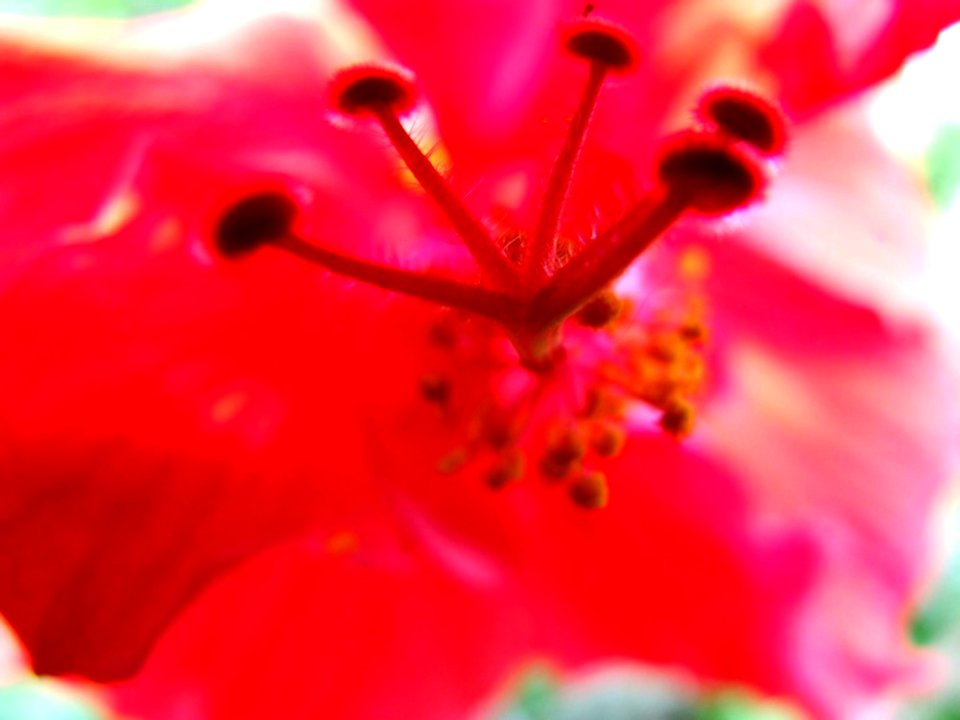 License Free Photo - Creative Commons By Gnuckx