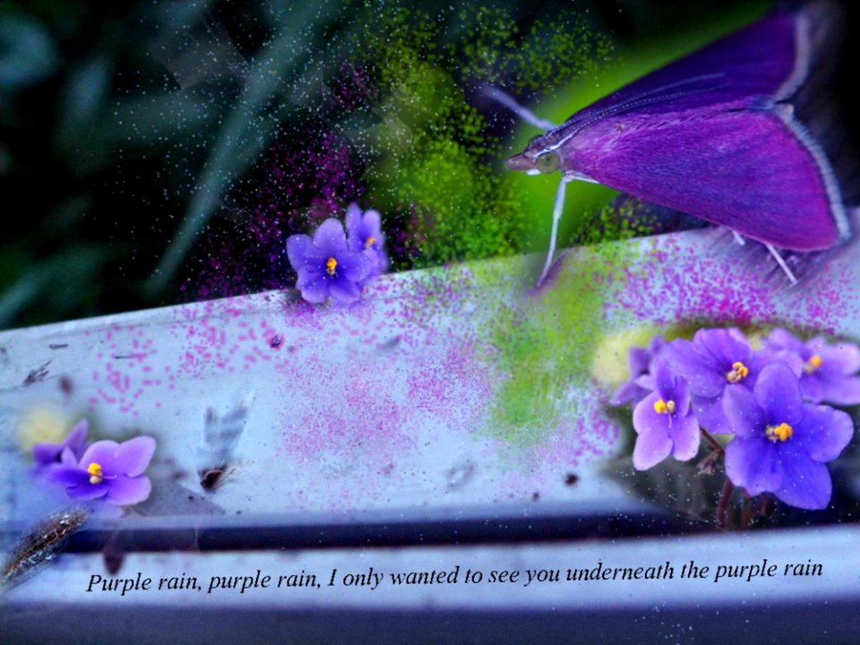 Bathing In The Purple Rain