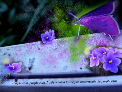 Bathing In The Purple Rain