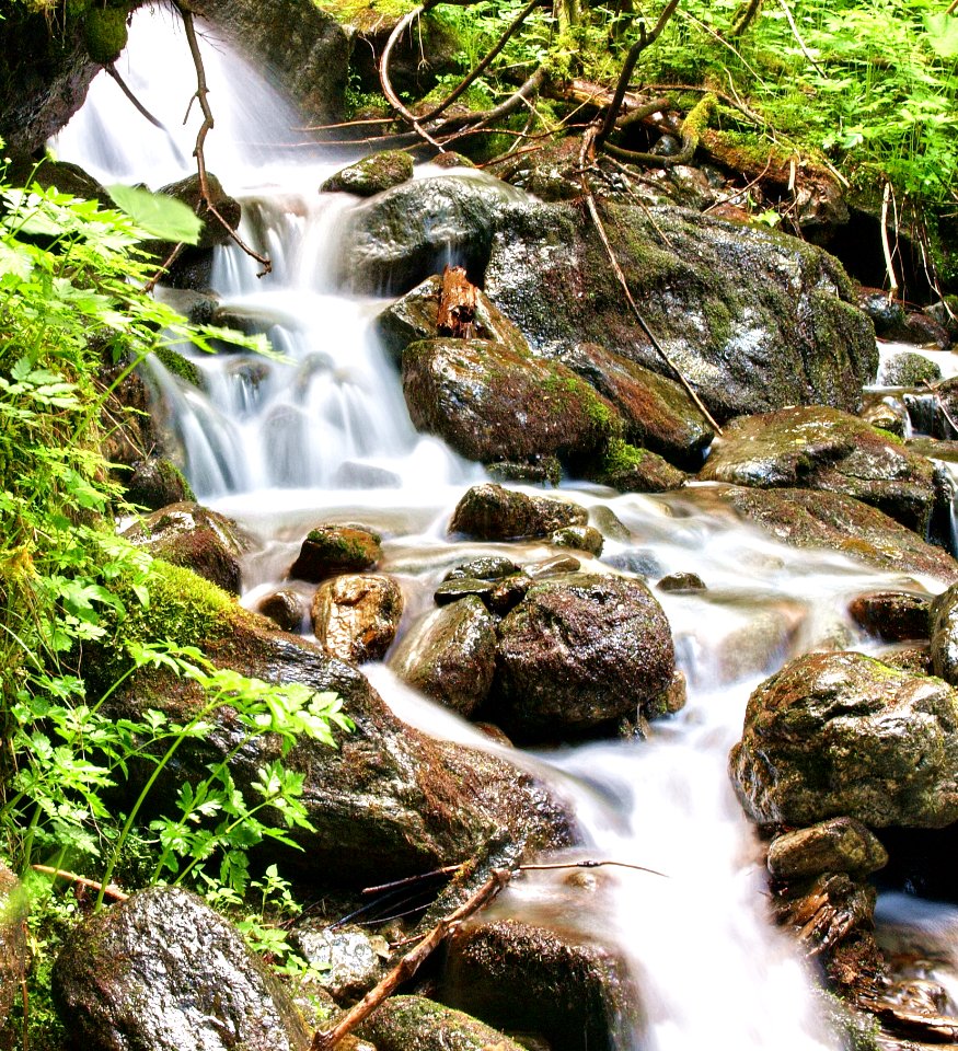 Il Bosco E I Suoi Segreti photo