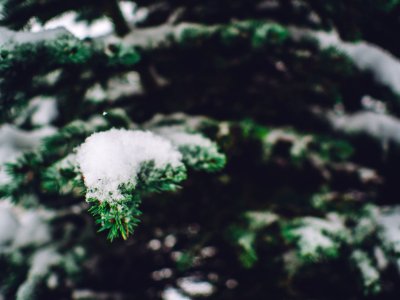 Snow Covering Pine Tree Branches photo