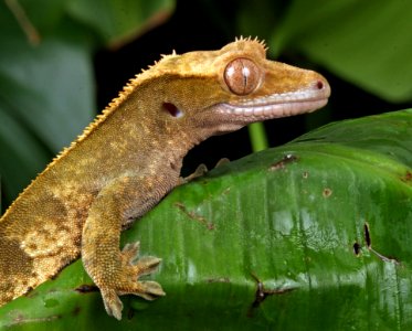 Beige Lizard On Green Leaf During Daytime photo