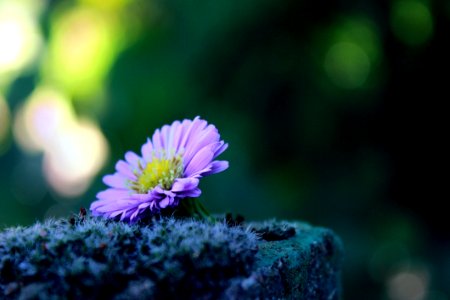 Violet Flower