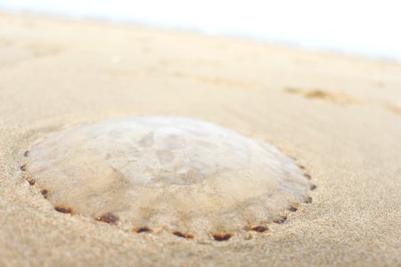 Jellyfish On The Beach photo