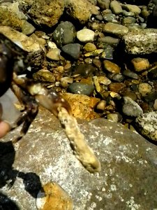 Bedrock Wood Water Formation