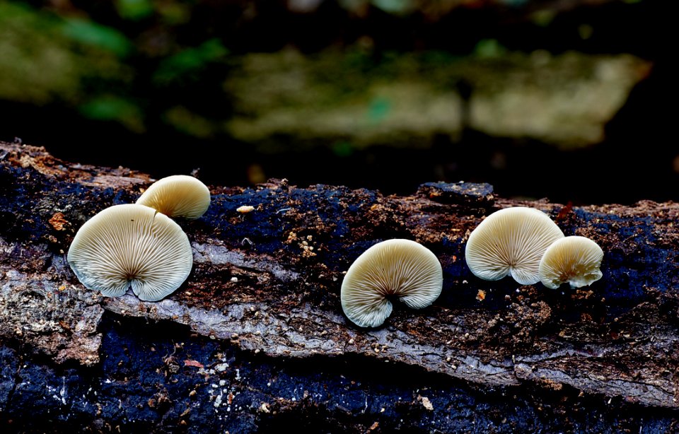 Crepidotus Versutus