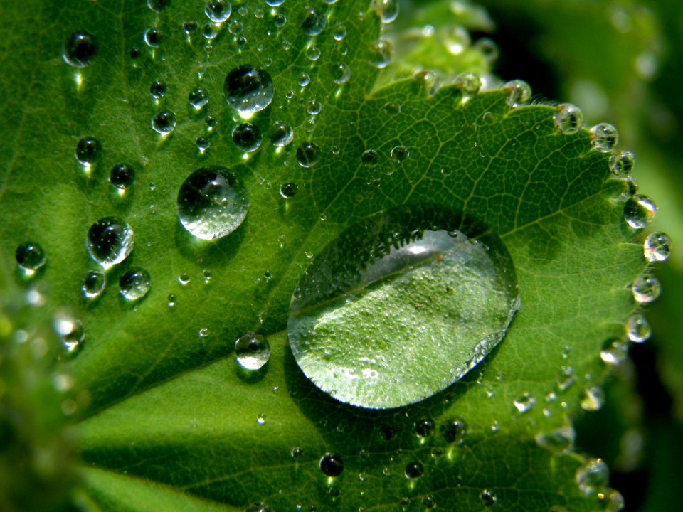 Water Drops On Leaf
