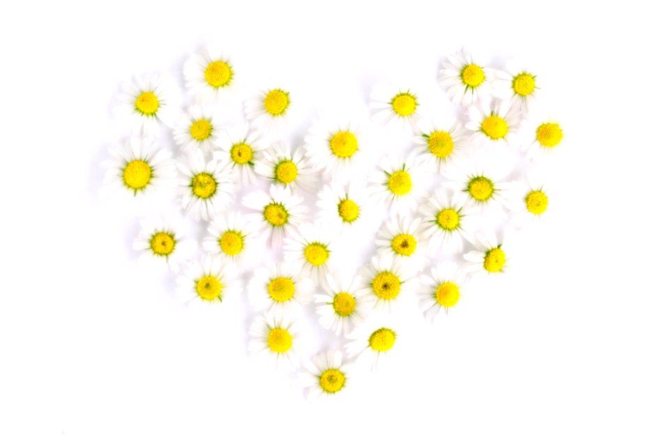 White And Yellow Flowers In Heart Form