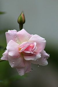 Plant natural blossom