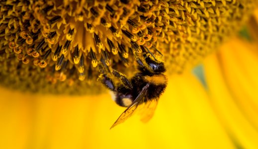 Bumblebee On Sunflower photo