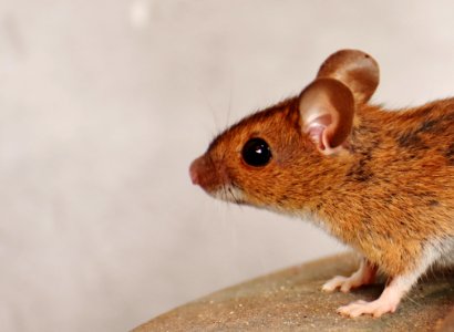 Brown Rat photo