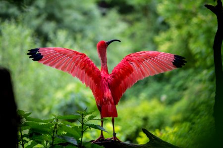 Flamingo Spreading Its Wings photo