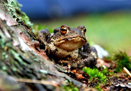 Selective Focus Photography Of A Brown And Black Frog photo