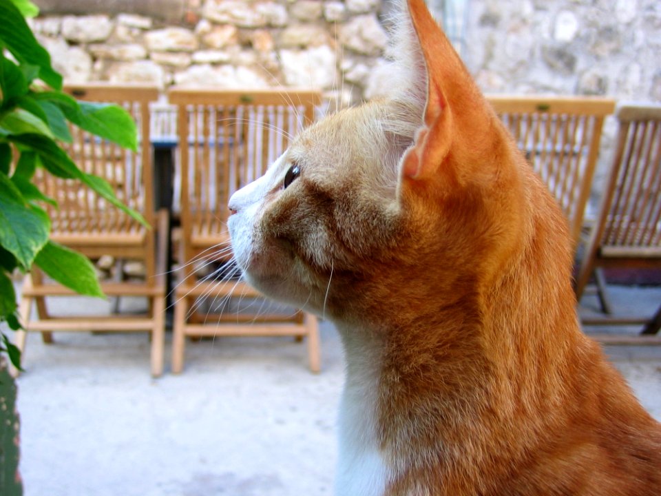 Side View Of Orange Tabby Looking At Green Plant