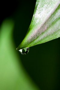 Green Leaf In Closeup Photography photo