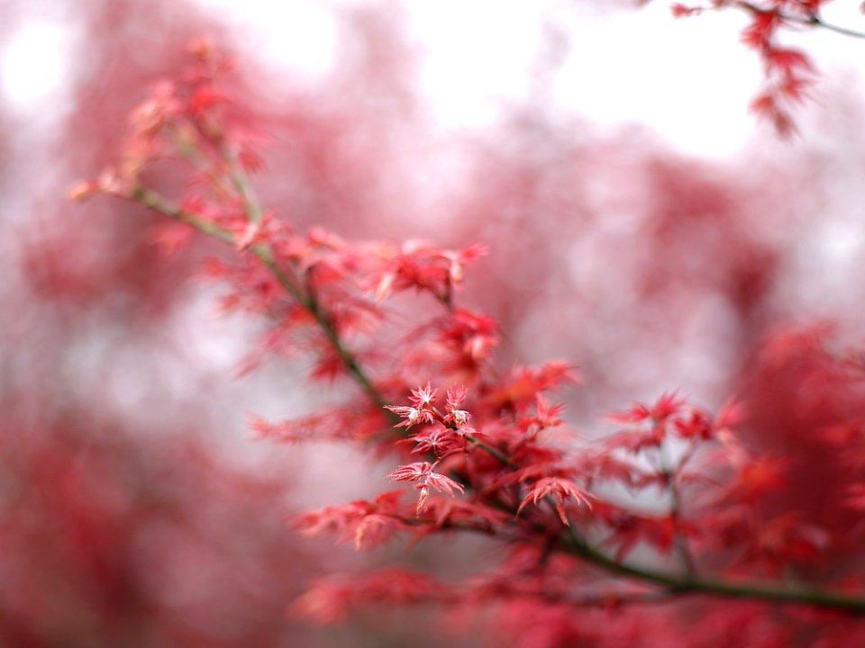 Shallow Focus Of Red And White Flower