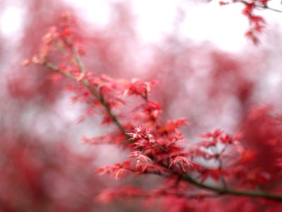 Shallow Focus Of Red And White Flower photo