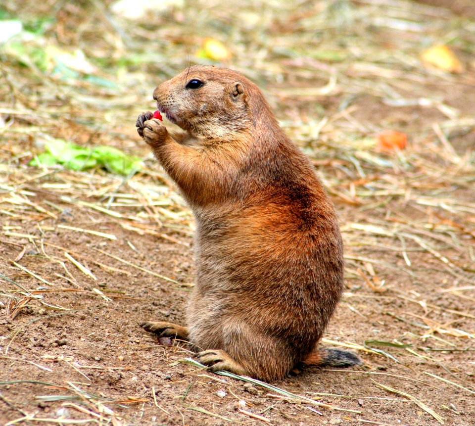 Brown And Gray Prairie Dog photo