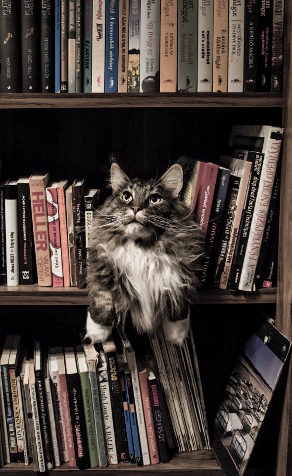 Grey And White Long Coated Cat In Middle Of Book Son Shelf photo