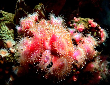 Monterey Aquarium Anemones
