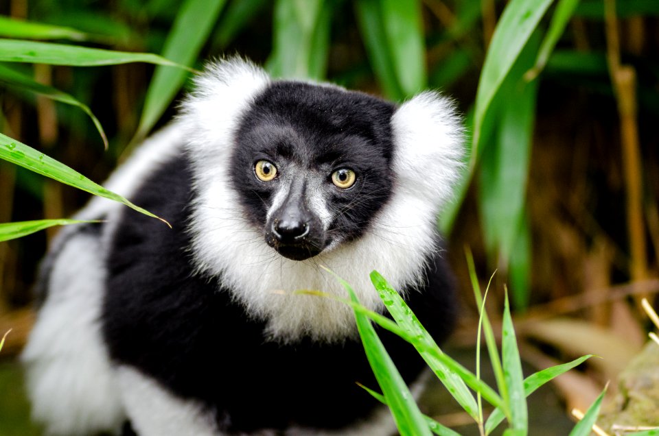 Black And White Ruffed Lemur photo