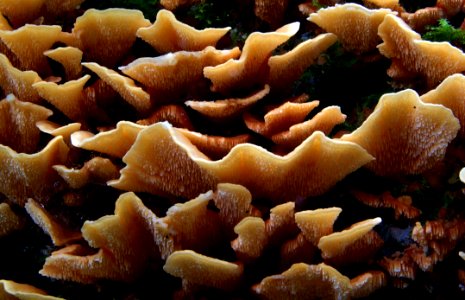 Antrodiella Zonata