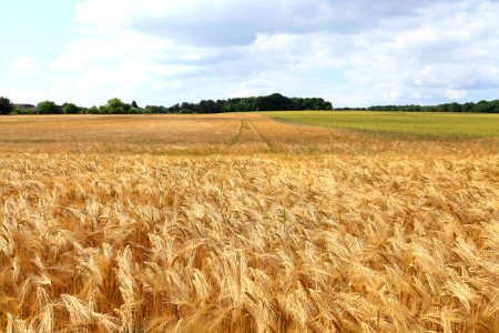 Wheat Field