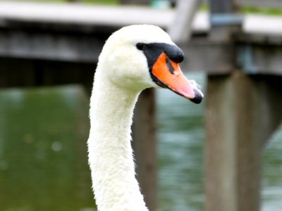 Swans At The Lake photo