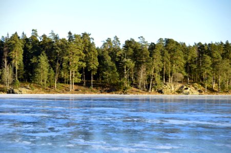 Trees On Waterfront