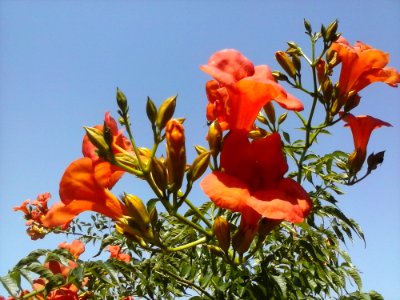 Flower Sky Plant Petal photo